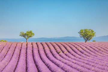 Fototapeta na wymiar Wonderful scenery, amazing summer landscape of blooming lavender flowers, peaceful nature view, agriculture scenic. Beautiful nature background, inspirational concept