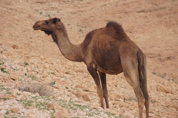 Dromedar in der Wüste