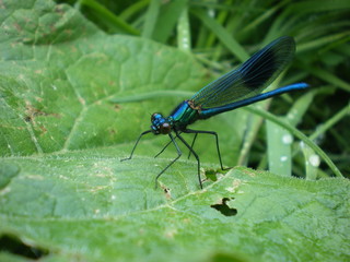Damselfly on leaf