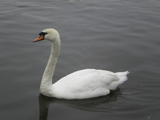 Mute swan