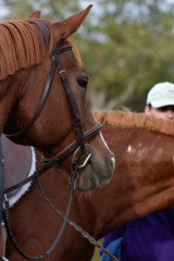 Hunter/jumper horse show