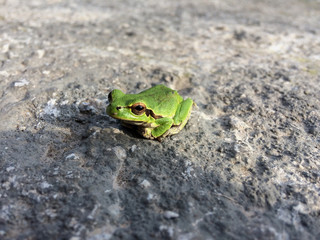 Closeup of Green asian tree frog. Wild animal.