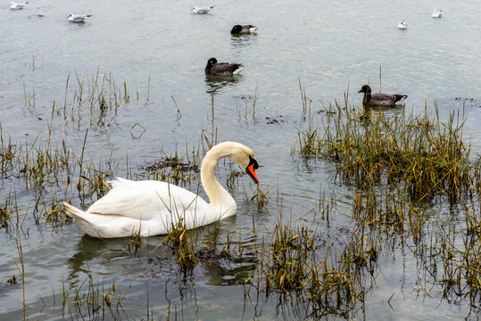 Swan and other water fowl on an inland waterway