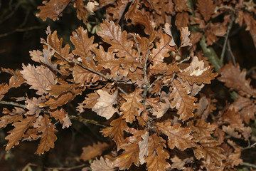 Eichenlaub im Herbst, Roteiche, Quercus rubra