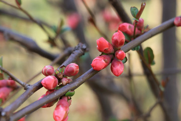 Japanese quince - Chaenomeles, small spring red flowers	