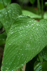 Obraz premium Raindrops on a green leaf. Natural hydration of plants.