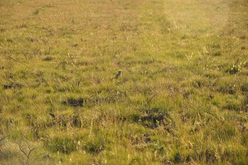 Obraz na płótnie Canvas Prairie Dog in the Grass