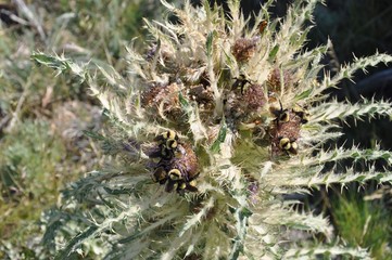 Thistle with Bumblebees