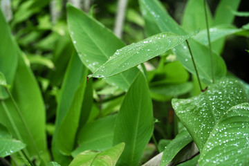 Raindrops on a green leaf. Natural hydration of plants.