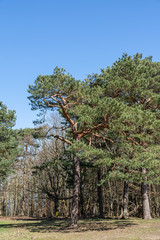Fototapeta premium Pine tree in a park on a sunny spring day