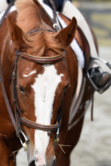 Hunter/jumper horse show