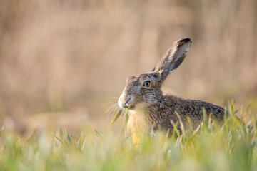 hare in the grass
