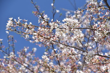 beautiful white cherry blossom trees in spring bloom