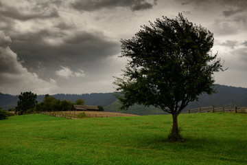 dark clouds, stormy sky and one tree on a meadow in carpathian mountains, wind, countryside, spruces on hills, beautiful nature, summer landscape