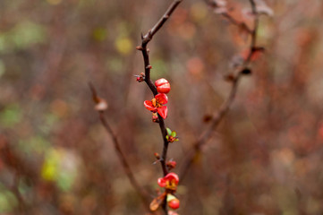 Architectural design in floral style. Blurred effect. Close-up, copy space