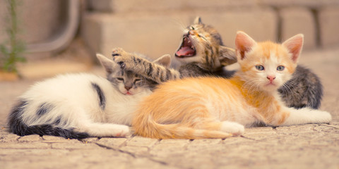 Fototapeta na wymiar Cute little kittens sleep outdoors on the stone floor, family baby animals sleeping, summer siesta.