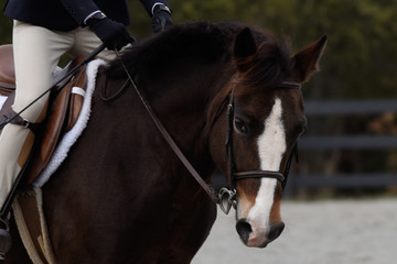 Hunter/jumper horse show