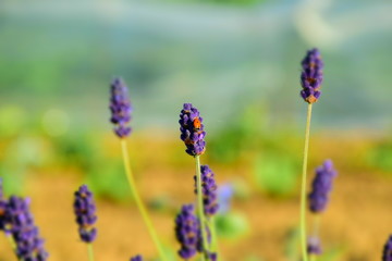 Fleur au soleil