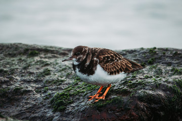 turnstone on a rock
