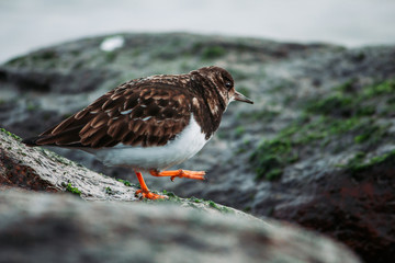 turnstone on a rock