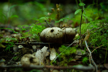 paisajes de Futaleufú, región de los lagos, patagonia, Chile.