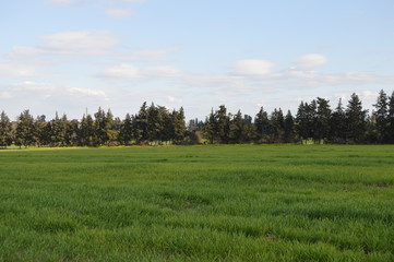 Algerian Prairies by spring, Africa