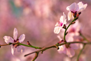 beautiful spring landscape - blooming trees, bright pink and white flowers as background