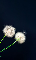 Creative black background with white dandelions inflorescence.