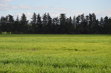 Fototapeta premium Algerian Prairies by spring, Africa