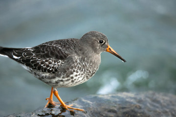 sandpiper on a rock