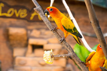 Pair of lovebird a bright orange parrots eating corn. Bird watching