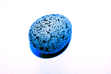 One quail egg. Isolated on a white background close-up. Tinted blue.
