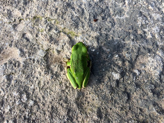Top view of common tree frog in spring.