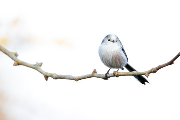 bird on a branch