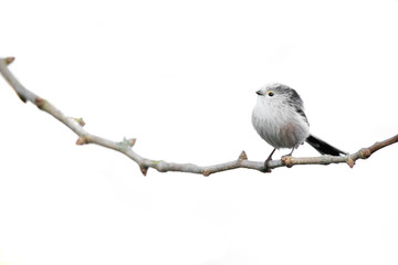 bird on a branch