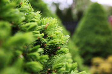 Krzewy na wiosnę © Krzysztof