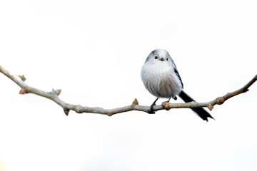 bird on a branch