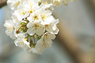 Spring white blossom of tree , park ,nature photo 