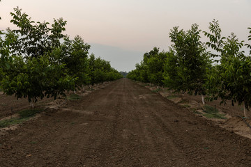 Central Valley Orchard