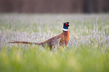 pheasant in the grass