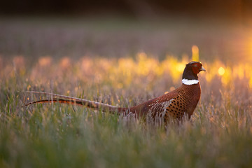 pheasant in the grass