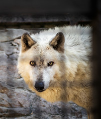 White wolf in the cage in a zoo
