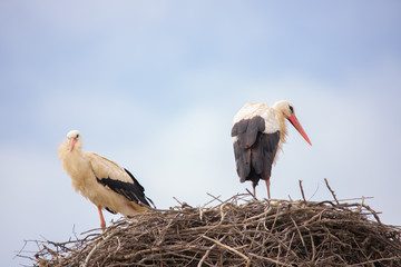 stork in the nest