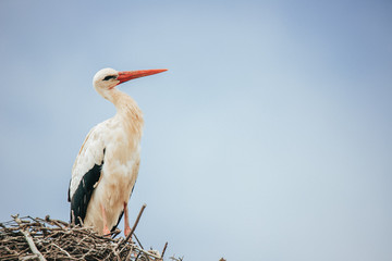 white stork in the nest