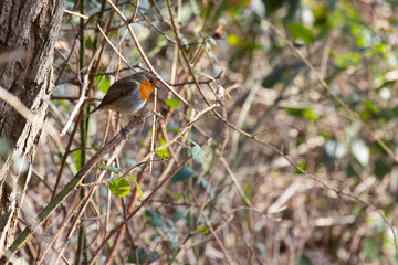 An inquisitive robin perched on bramble stems