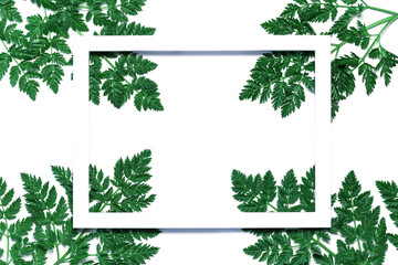 Abstract composition with green leaves and frame on white background.