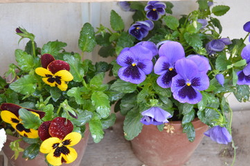 Colorful pansies by spring in Algeria