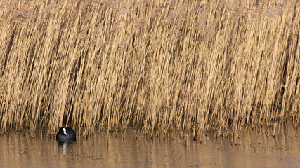 A coot on smooth water against a dense wetland backdrop of reeds - obrazy, fototapety, plakaty