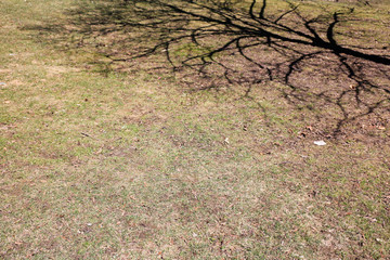 tree shadow in the field
