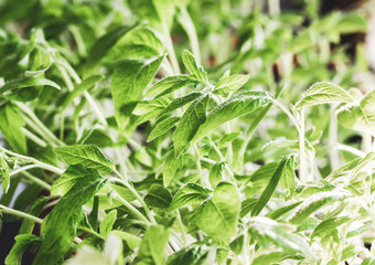 home gardening seedlings growing in a pot